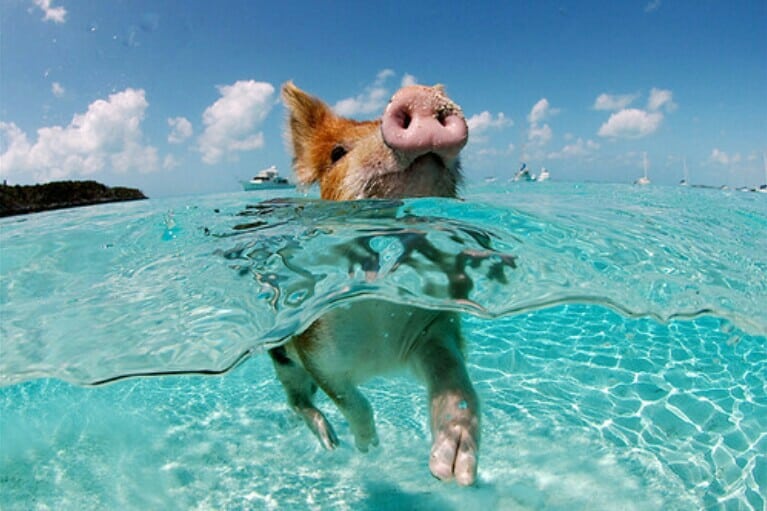 pig island
