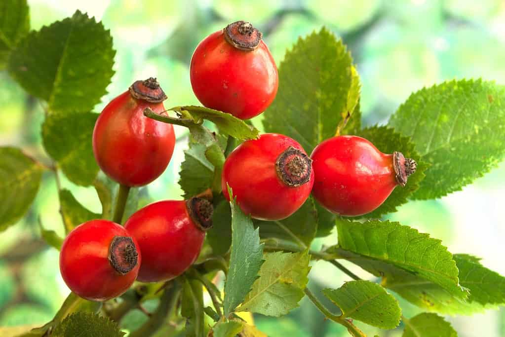 Hawthorn extract is an herb for the heart
